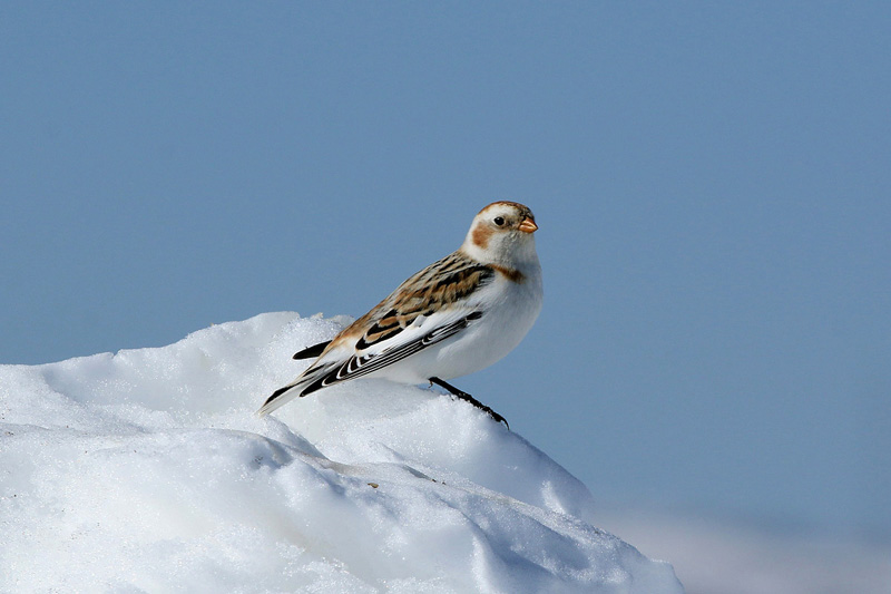 Zigolo delle nevi (Plectrophenax nivalis)